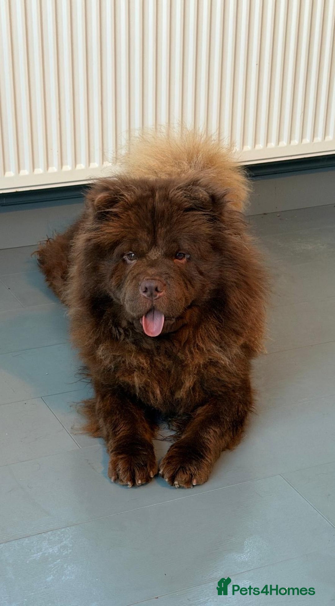 Chow Chow dogs for sale: 1 year old kc reg chocolate female chow chow - Advert 4