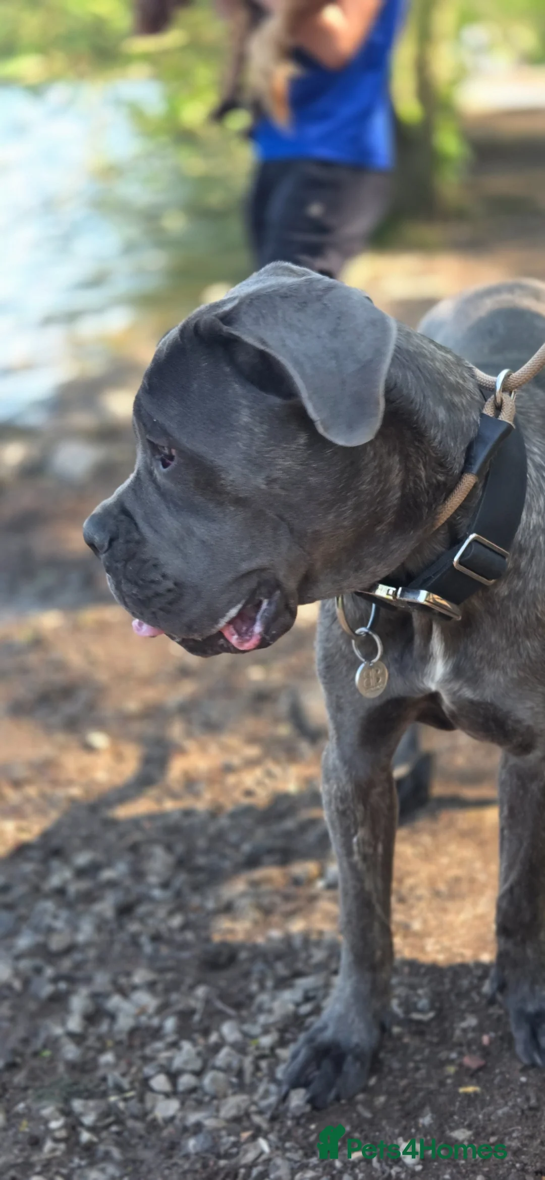 Cane Corso dogs for sale: 9 month old cane corso  - Advert 2