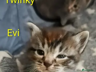 Bengal cats Bengal mix and 2 black fluffys - Advert 12