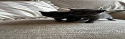 Russian Blue cats for sale: Two beautiful Russian blue kittens for sale  - Advert 5