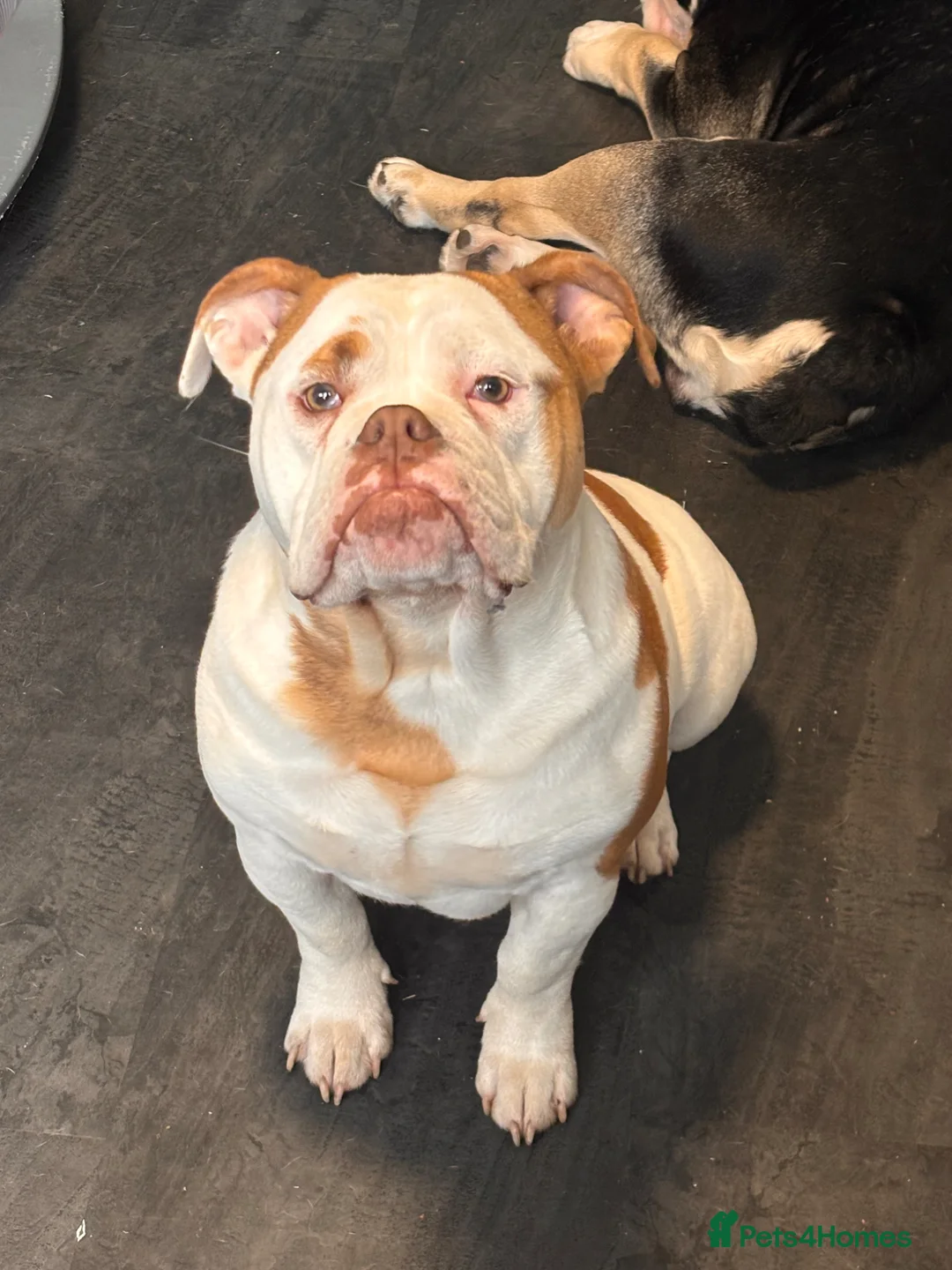 Old Tyme Bulldog dogs for sale: Male dog  in Exeter - Advert 1