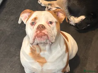 Old Tyme Bulldog dogs Male dog - Advert 12