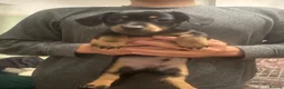 Mixed Breed dogs for sale: Adorable Dameranian puppy’s  - Advert 5