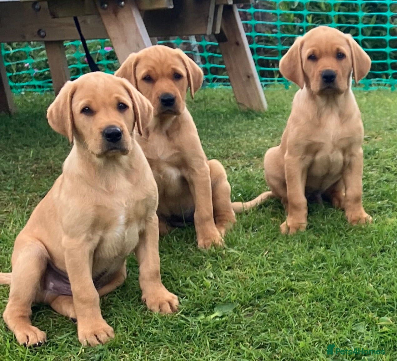 Labrador Retriever dogs Yellow Labrador puppies - Advert 1