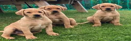 Labrador Retriever dogs for sale: Yellow Labrador puppies in Chard - Advert 1