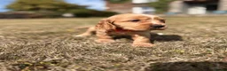 Cocker Spaniel dogs for sale: Show type Cocker spaniel pups- DAD DNA TESTED - Advert 14