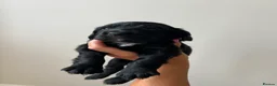Cocker Spaniel dogs for sale: KC Registered Working Cocker Spaniel Puppies - Advert 23