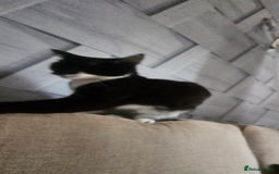 Domestic Shorthair cats for sale: Kittens for sale  - Image 5