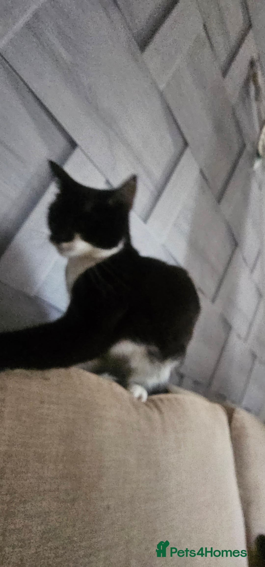 Domestic Shorthair cats for sale: Kittens for sale  - Image 5