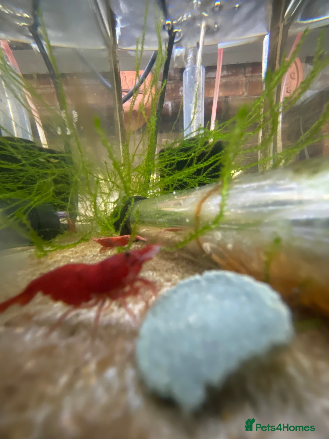 Other/Mixed Breed fish for sale: Plec’s, Angel Fish and Shrimp for sale  - Advert 11