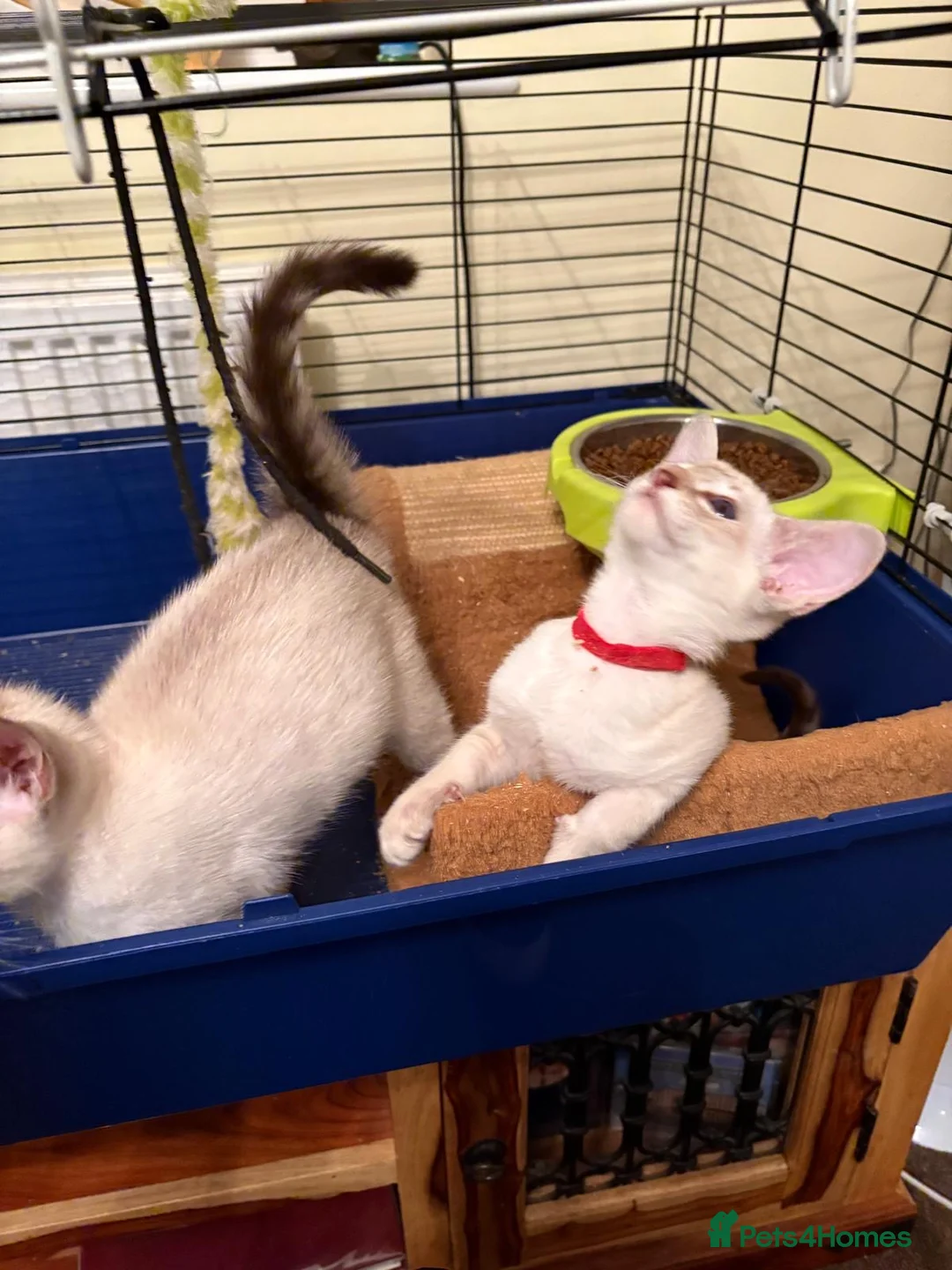 Siamese cats for sale: GCCF Ready now Siamese male & female  - Advert 1