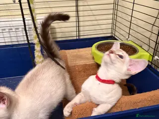 Siamese cats GCCF Ready now Siamese male & female - Advert 4
