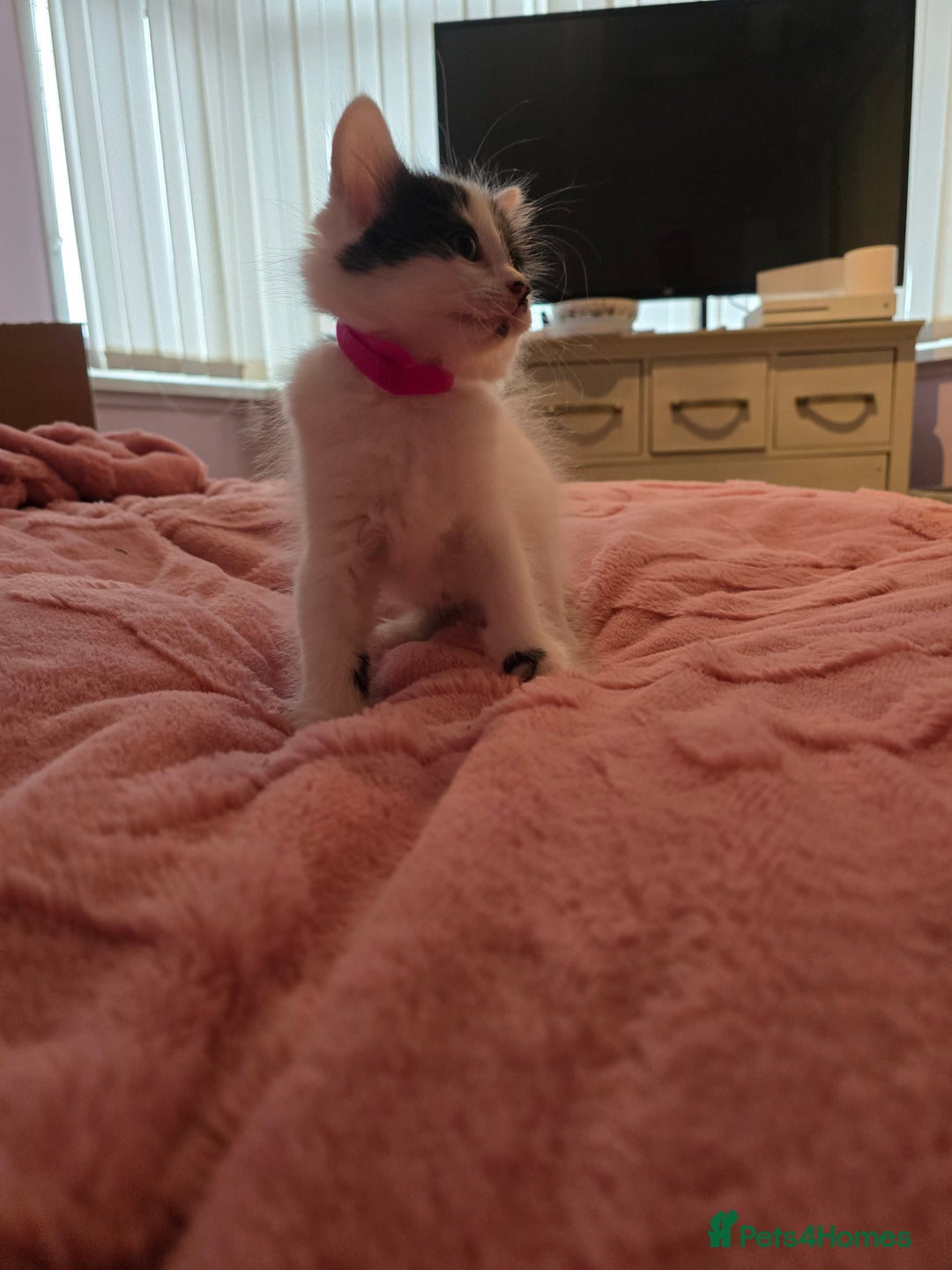 British Longhair cats for sale: Ready for their forever homes!! - Image 13