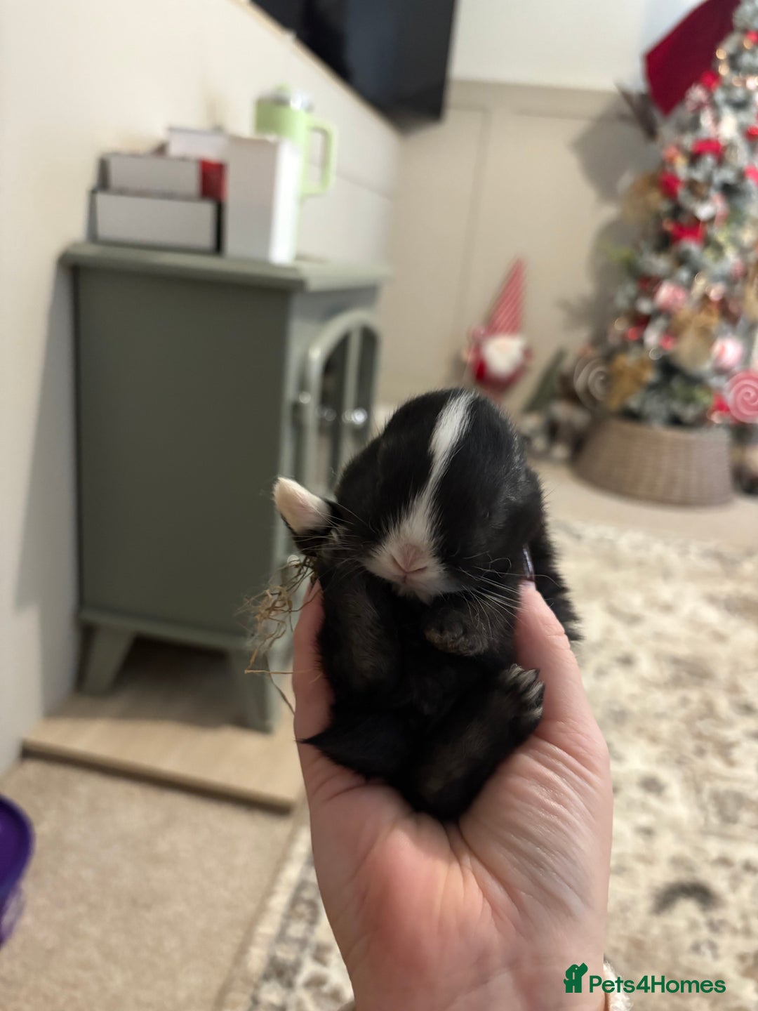 Mixed Breed rabbits for sale: 4X Mini Buns Netherland dwarf with French Lop - Advert 3