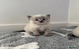 Ragdoll cats for sale: Stunning Blue Lynx & Blue Point Ragdoll Kittens  - Image 8