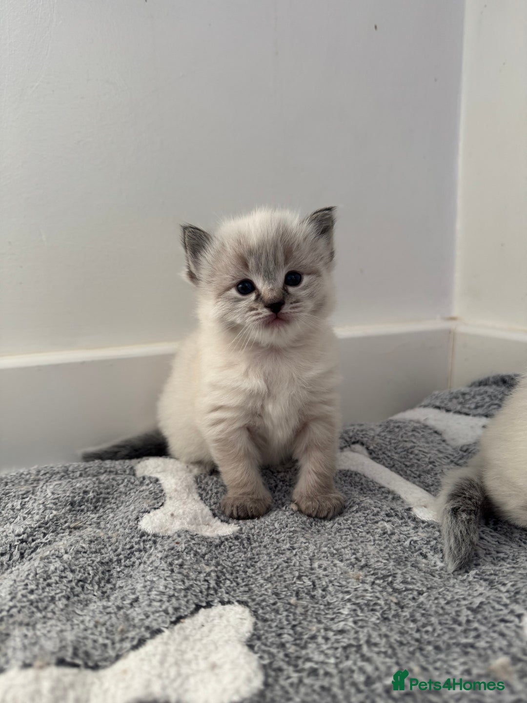 Ragdoll cats for sale: Stunning Blue Lynx & Blue Point Ragdoll Kittens  - Image 8