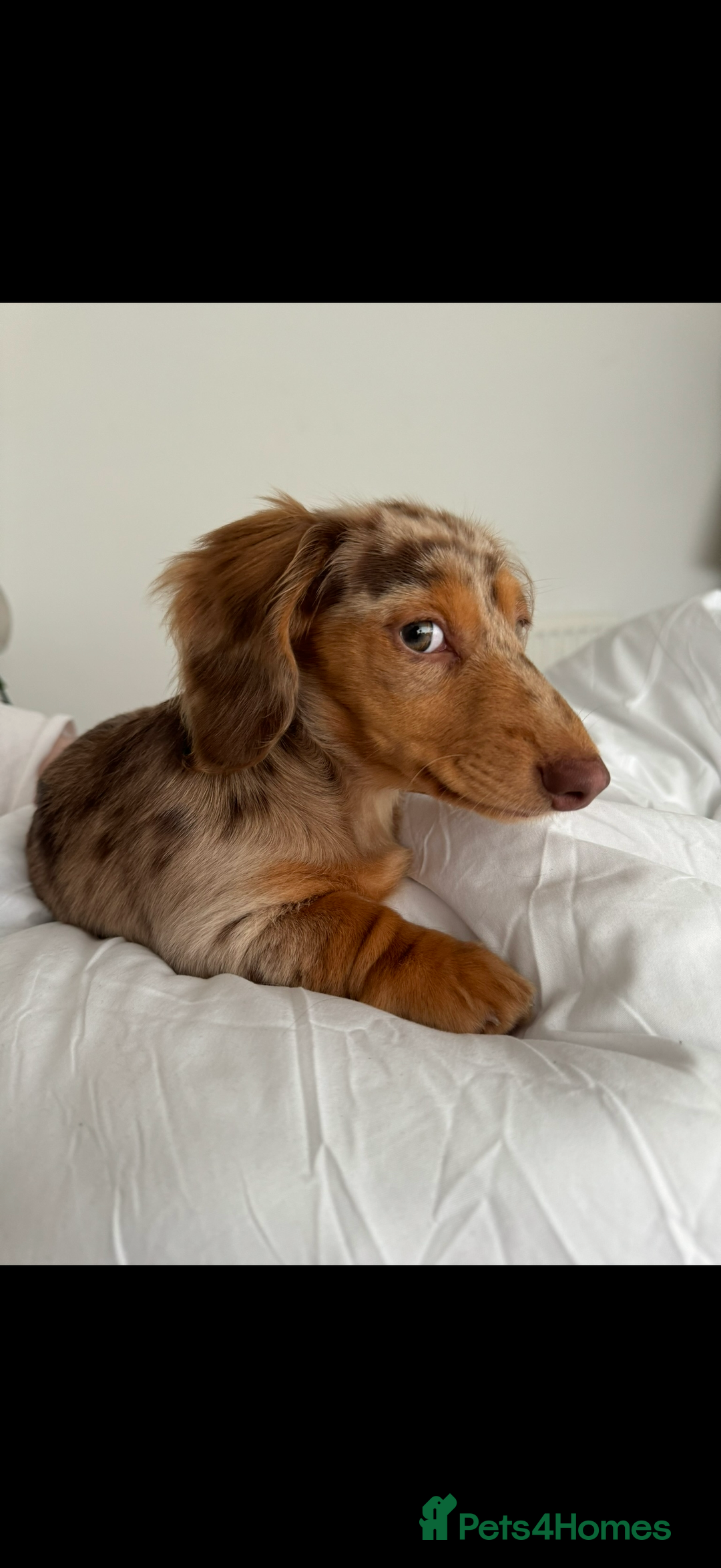 Miniature Dachshund dogs for sale: Long haired miniature dachshund puppy's - Advert 1