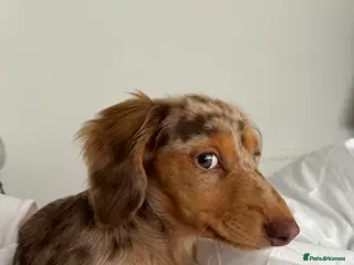 Miniature Dachshund dogs Long haired miniature dachshund puppy's - Advert 3