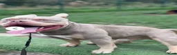 American Bully dogs for stud: 🐾BUGZY THE AMERICAN BULLY STUD🐾 - Advert 6