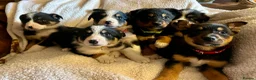 Border Collie dogs for sale: Border collies ready now  - Advert 1