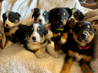 Border Collie dogs Border collies ready now - Advert 1