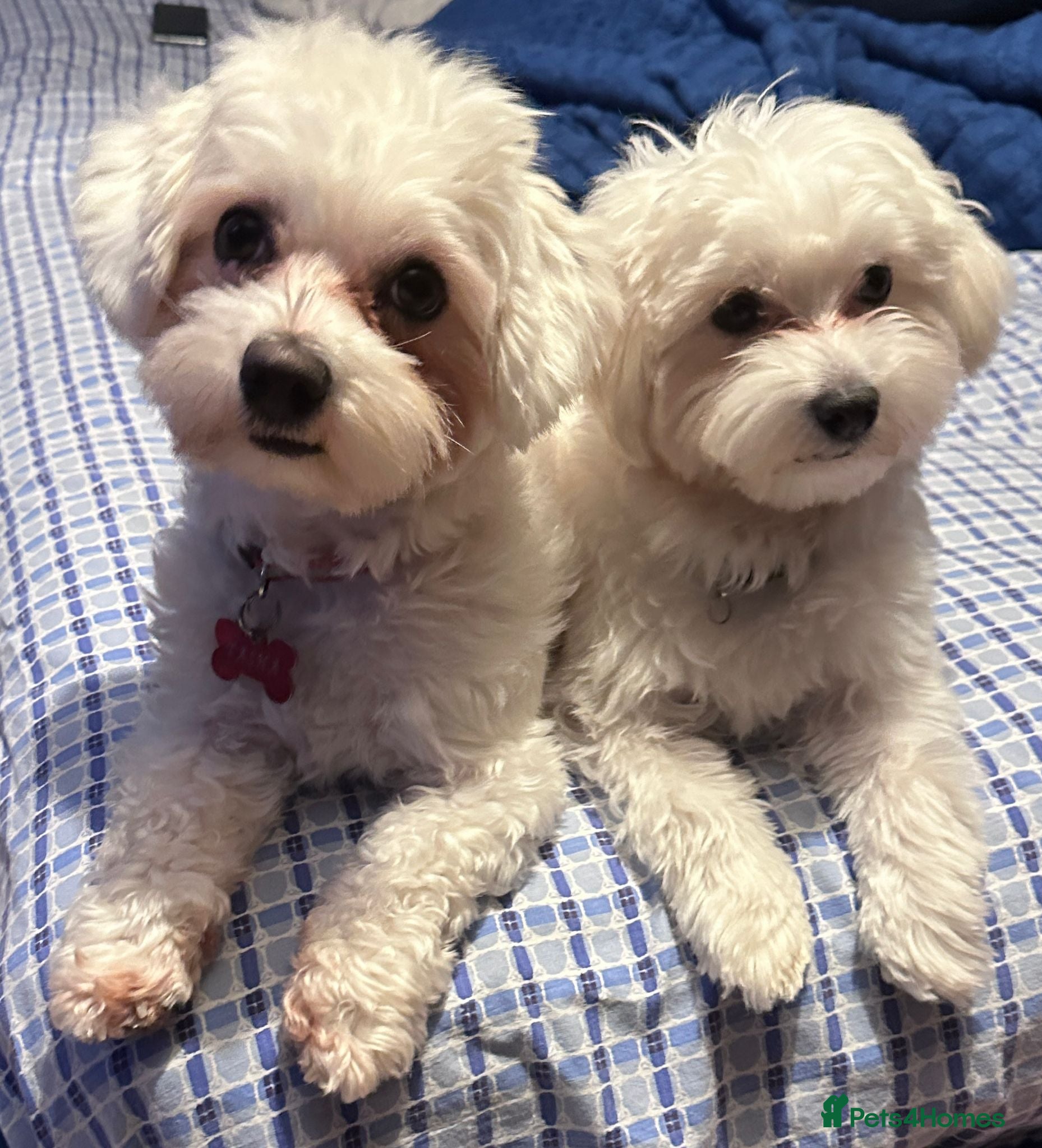 Bichon Frise dogs Bichon Maltese - Advert 1