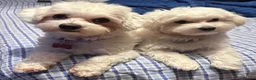 Bichon Frise dogs for sale: Bichon Maltese - Advert 1