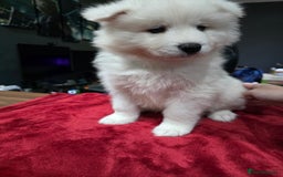 Samoyed dogs for sale: Samoyed puppies for sale  - Image 4