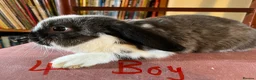 Mini Lop rabbits for sale: Lovely Mini Lop Babies - Advert 12