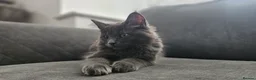 Maine Coon cats for sale: Gorgeous, sociable maine coon kittens  - Advert 10