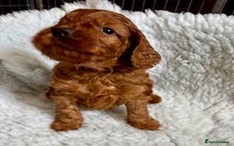 Cockapoo dogs for sale: Viewing now, Liverpool, Adorable Cockapoo Puppies - Image 5