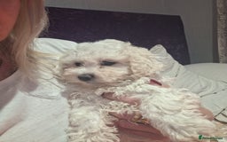 Maltese dogs for sale: Bishon Maltese  - Image 1
