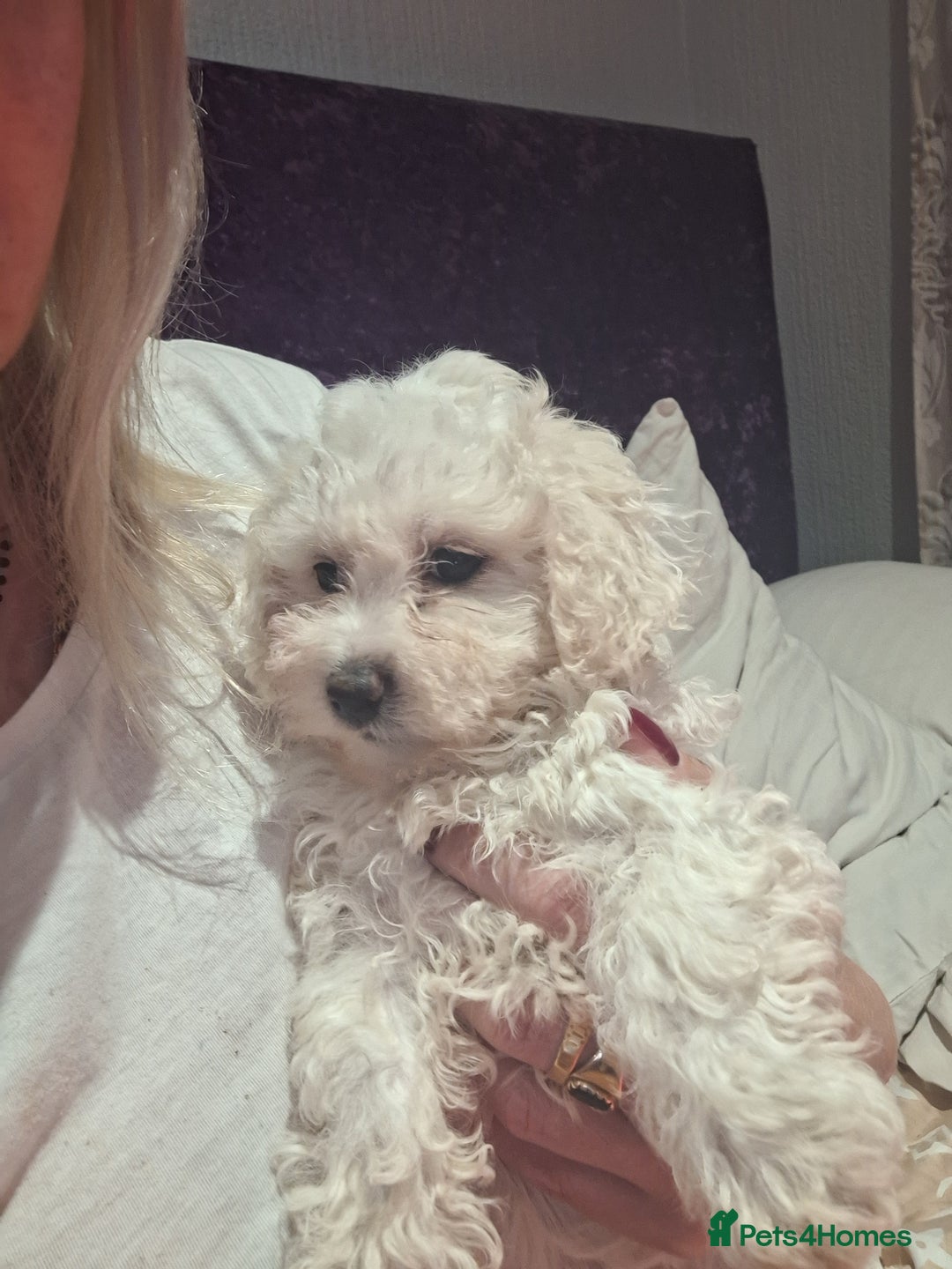 Maltese dogs for sale: Bishon Maltese  - Image 1