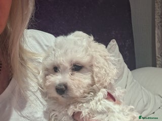 Maltese dogs - Advert 16