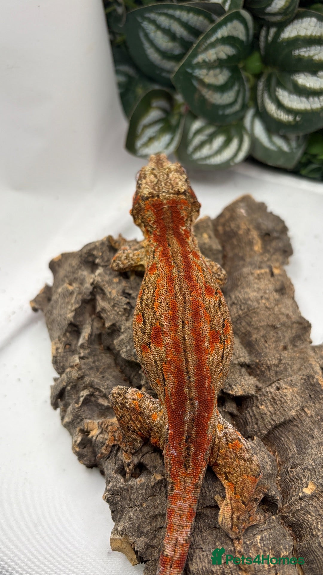 Gecko reptiles Gargoyle (pet only) - Advert 1
