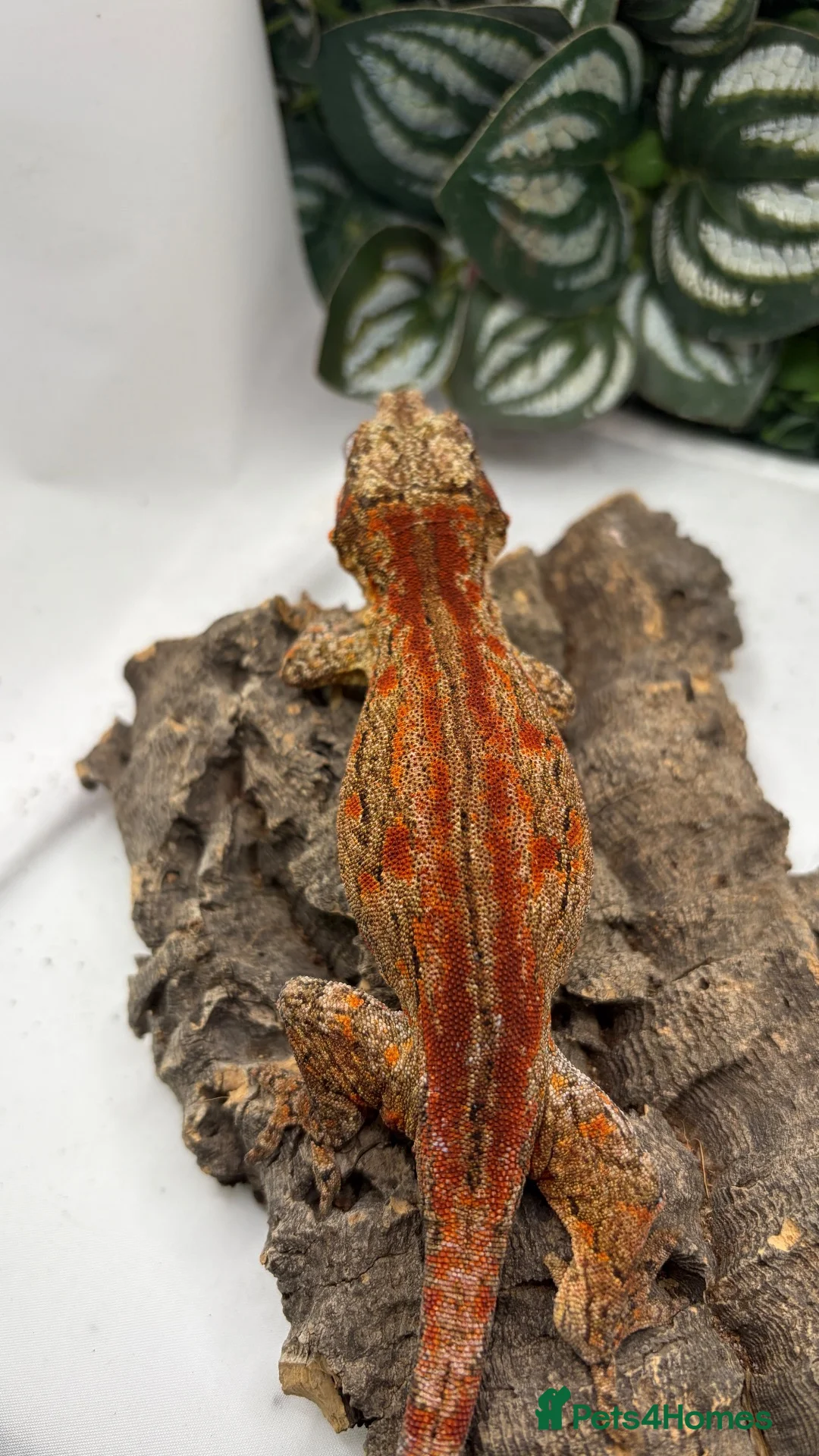 Gecko reptiles for sale: Gargoyle (pet only) - Advert 1
