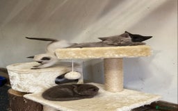 British Shorthair cats for sale: Healthy, happy kittens - Image 7