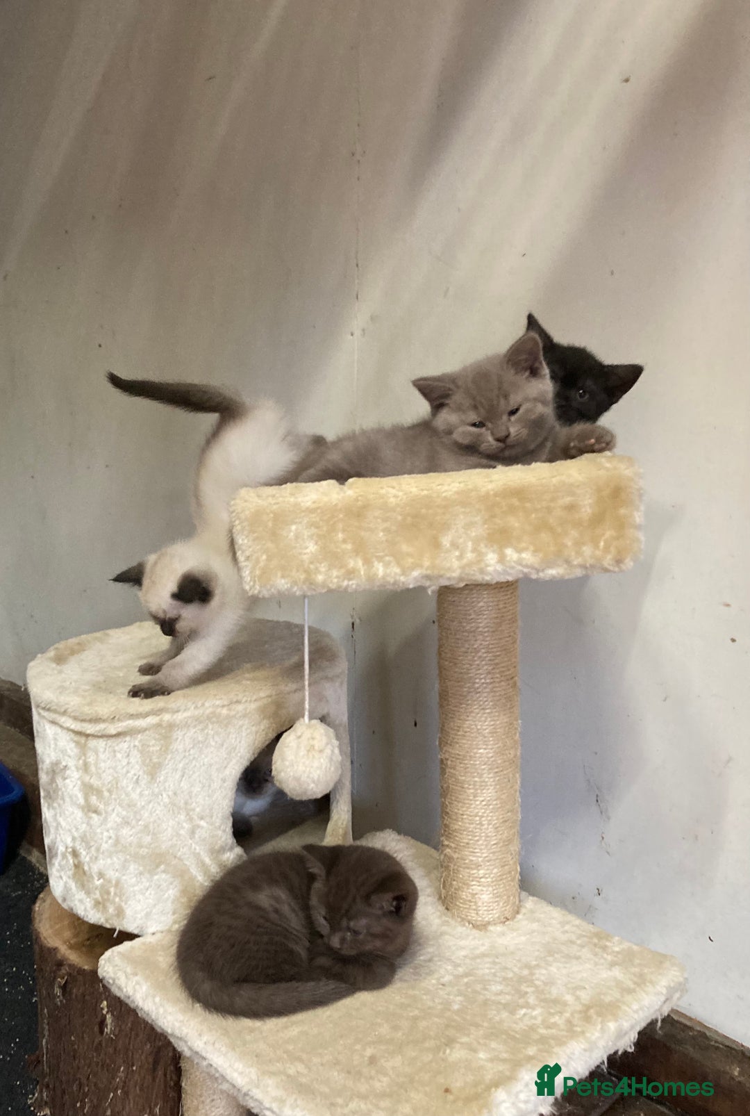 British Shorthair cats for sale: Healthy, happy kittens - Image 7