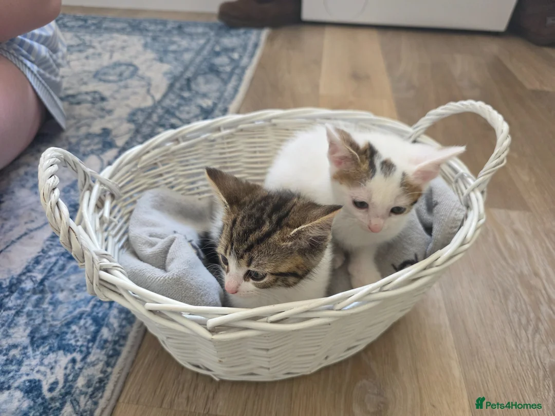 Mixed Breed cats for sale: Kittens  - Advert 7