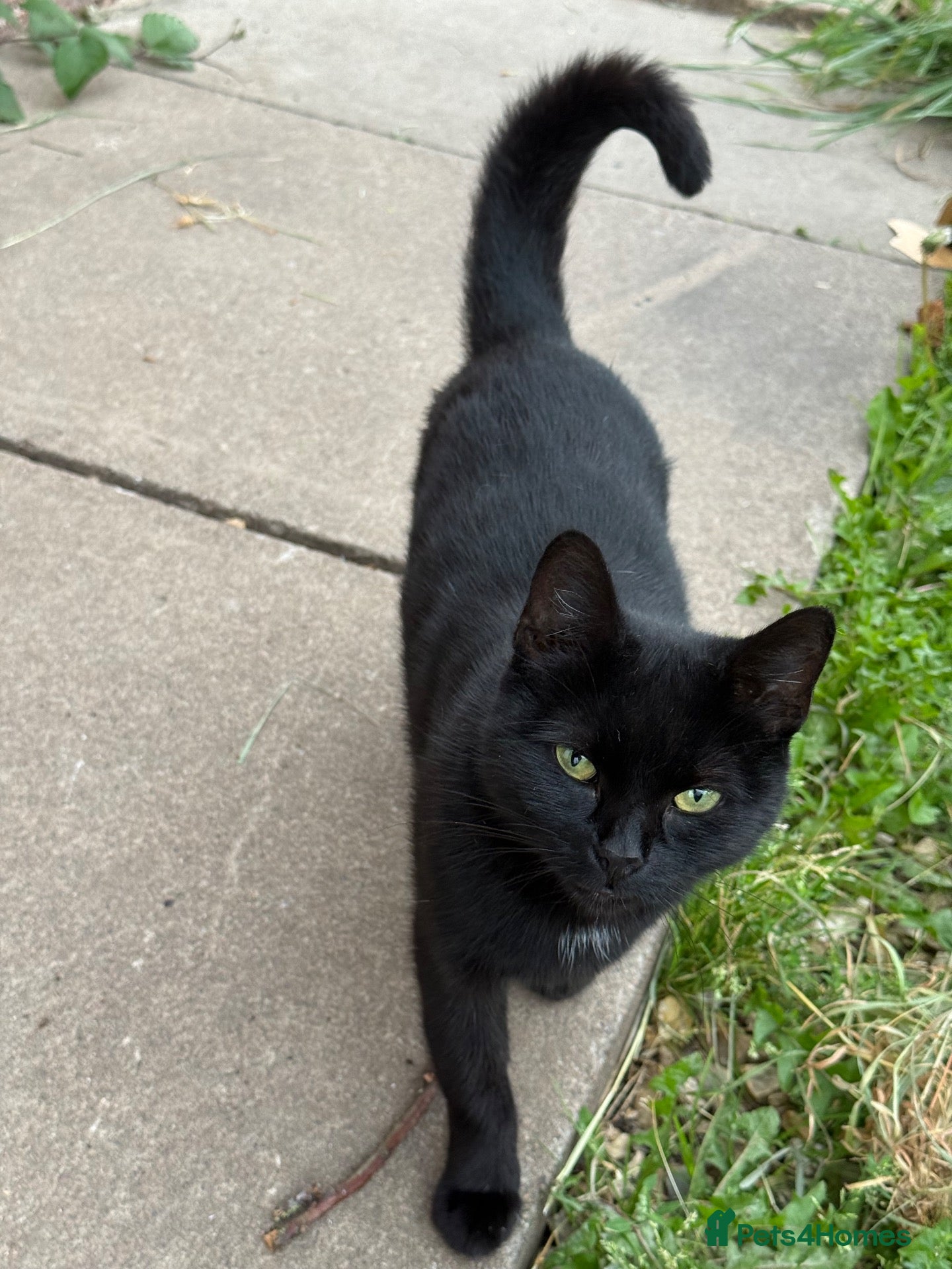 Domestic Shorthair cats 3mo Kittens: Vet Checked & Litter Trained - Advert 4