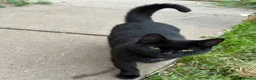 Domestic Shorthair cats for sale: 3mo Kittens: Vet Checked & Litter Trained - Advert 1