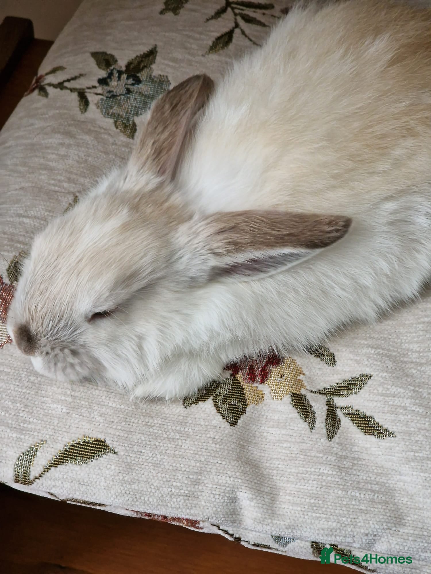 Mini Lop rabbits Male Rabbit Looking for a New Home 🏡 - Advert 11