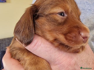 Miniature Dachshund dogs Beautiful miniature dachshund puppies for sale - Advert 12