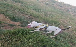 Mixed Breed dogs for sale: Bruce (3 year old male)  - Image 4