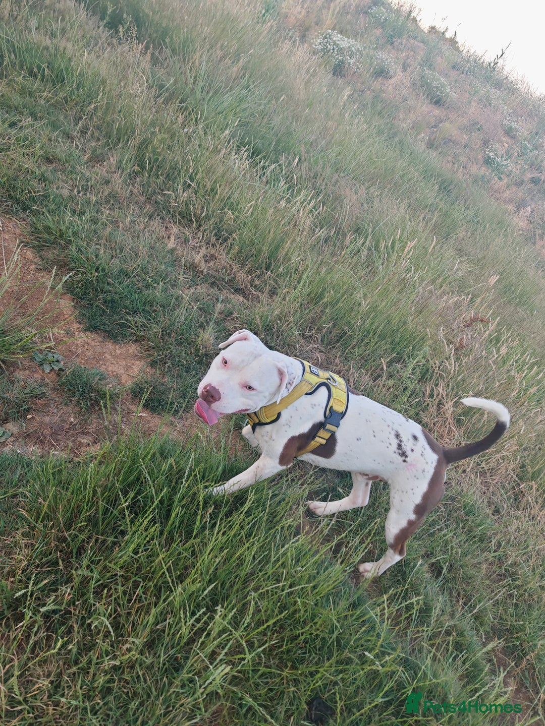Mixed Breed dogs for sale: Bruce (3 year old male)  - Image 4