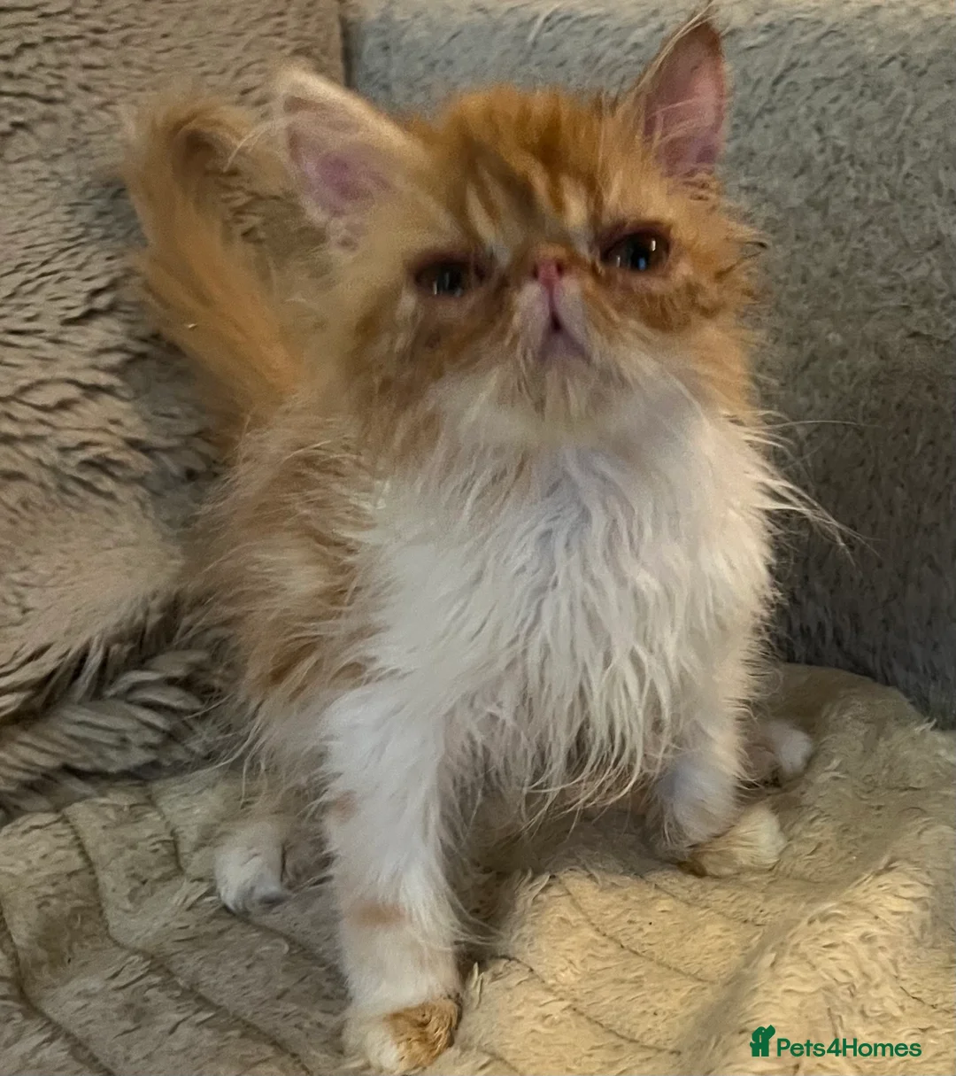 Exotic cats for sale: LAST GCCF ACTIVE SUPERIOR QUALITY EXOTIC FEMALE  - Advert 5