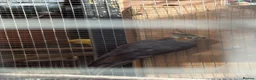 Cockatiels birds for sale: Young cockatiels for sale 12 weeks old - Advert 4