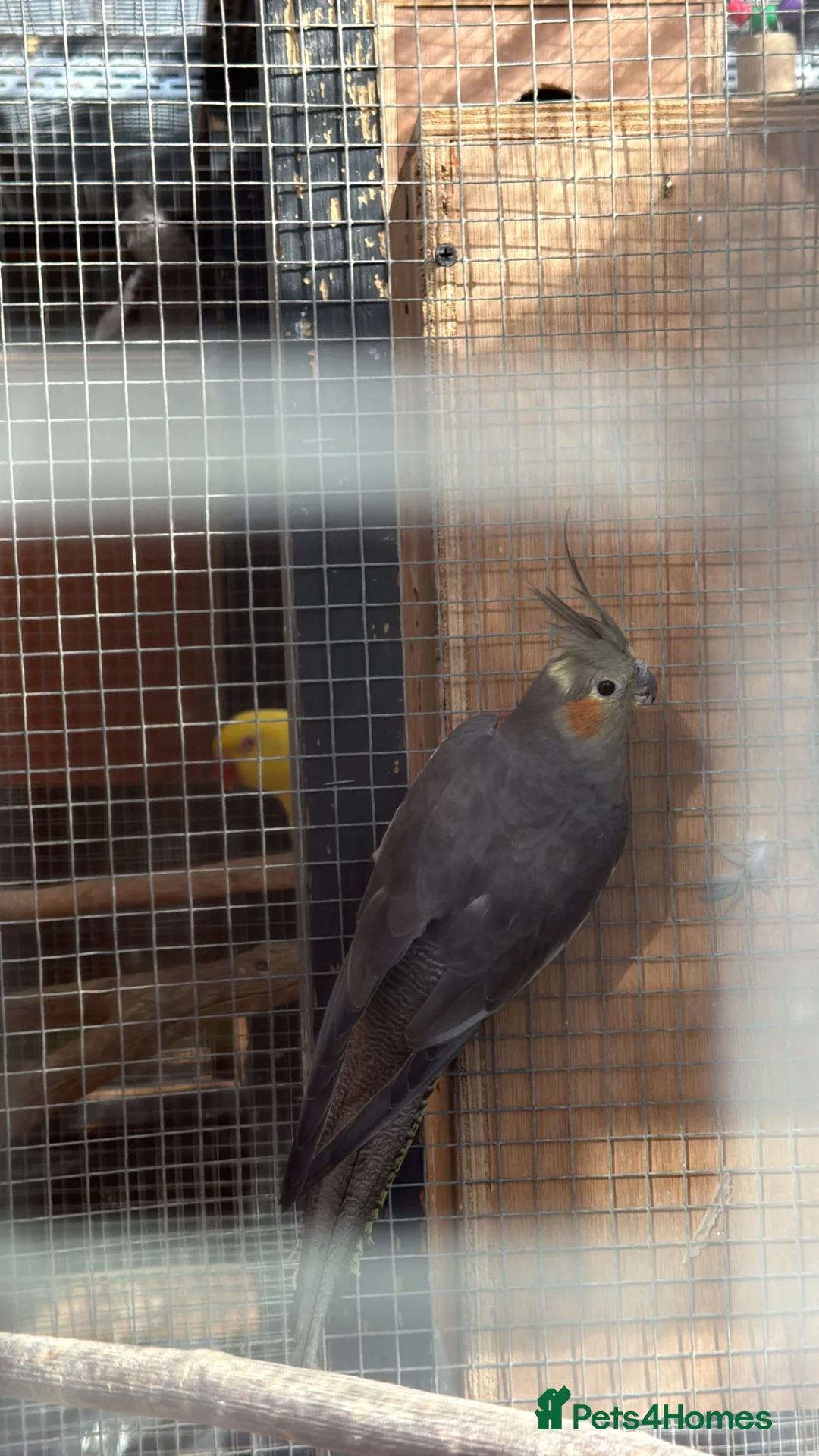 Cockatiels birds for sale: Young cockatiels for sale 12 weeks old - Advert 4