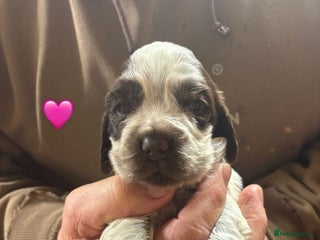 Cocker Spaniel dogs CHOCOLATE ROAN SHOW COCKER SPANIELS - Advert 1