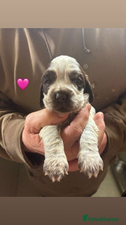 Cocker Spaniel dogs CHOCOLATE ROAN SHOW COCKER SPANIELS - Advert 5